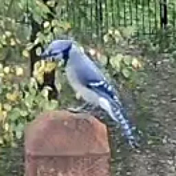 Blauhäher