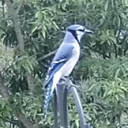Blauhäher