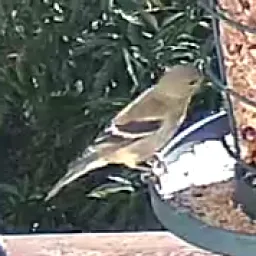Goldzeisig