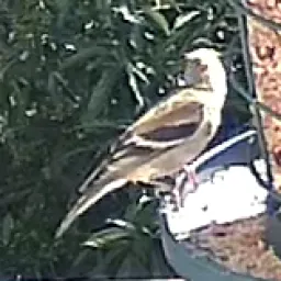 Goldzeisig
