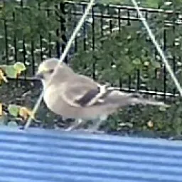 Goldzeisig