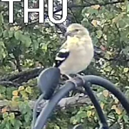 Goldzeisig