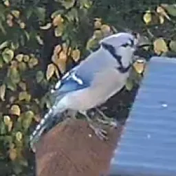 Blauhäher