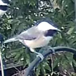 Carolinameise
