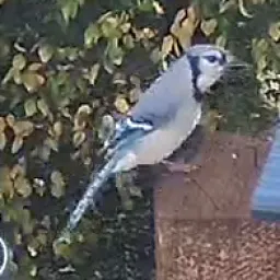 Blauhäher