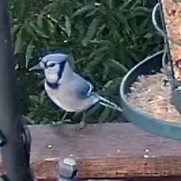 Blauhäher