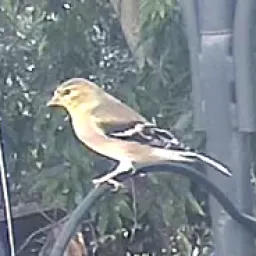 Goldzeisig