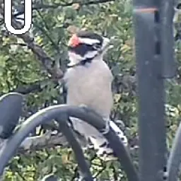 Downy Woodpecker