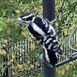 Downy Woodpecker