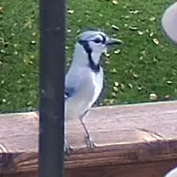 Blauhäher