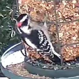 Downy Woodpecker